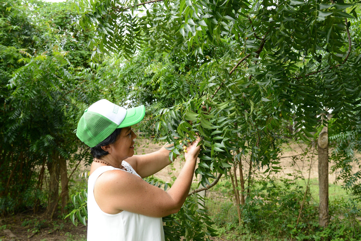 Cosecha de Neem en la finca familiar de Córdoba