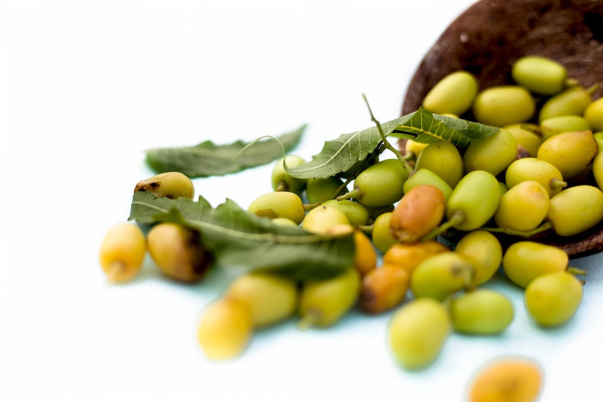 Frutos y hojas de Neem recién cosechados